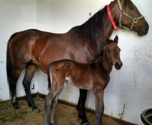 Colt and Dream- official 3 day old photo